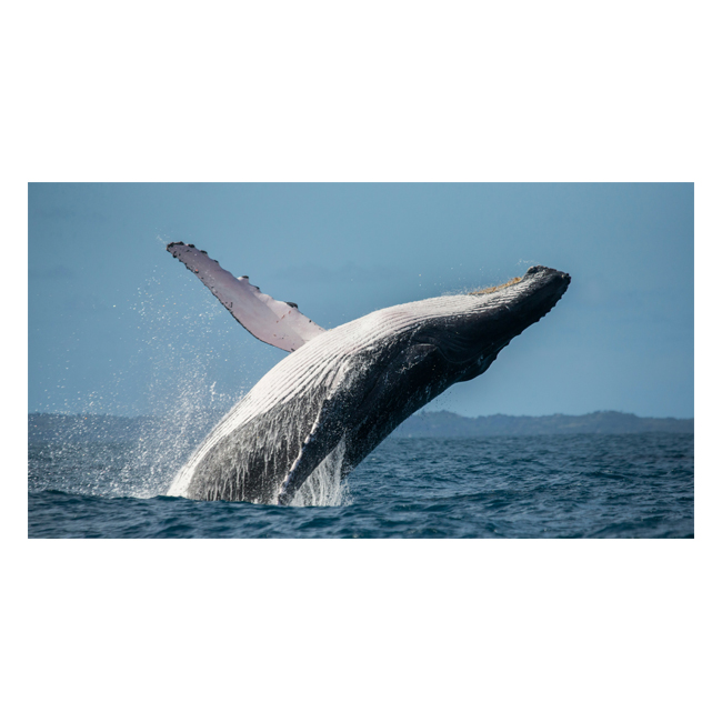 00101589 (Canvas Print 8"x10"   [Min:2, Mult:2])